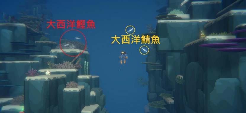 探秘《潜水员戴夫》：大西洋鲣鱼的隐藏之处导航